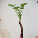 기쁜우리약국 이미지