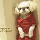 참 이미지