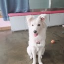 나한테 반하개 이미지