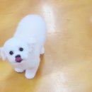 엔조이펫 이미지