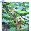 와우농장 이미지