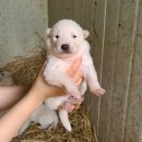 진도개패밀리 이미지