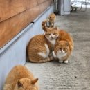 복이네식당 이미지