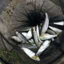 황금향어 이미지