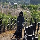 강화애견훈련학교 이미지