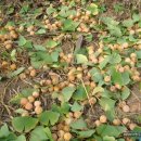 은행농장 이미지