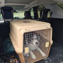 행복펫택시 | [춘천 펫택시 후기] 흐린 날씨에도 행복한 등원길