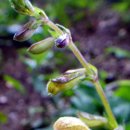 자작나무숲 가는 길 이미지