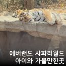 주말 에버랜드 사파리월드 예약 스마트줄서기 명당 후기