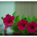 채송화유치원 이미지