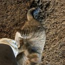 효선목장 이미지