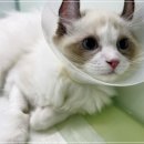 차이 동물병원 이미지