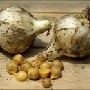 주아농장 이미지