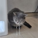 발편한동물병원 | 성북구 더편한동물병원 후기 ㅣ더편한동물병원 주차, 진료, 운영시간 정보ㅣ길음동 동물병원 추천