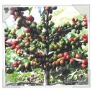 커피바리스타(2급)Ⅰ 이미지