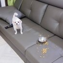 라뽀동물병원 | 수원 24시 동물병원 :: 본동물의료센터 :: 나니의 병원일지-1