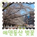 에덴동산 | 경기 가평 에덴동산 벚꽃 개화 주차 지금 보러가면 좋은명소