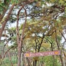 수목장 | 영천 은해사 수목장 49재 후기 조용하고평온한 자연 속 추모 공간