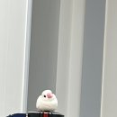 리틀버드서울 버드앤주클리닉 이미지