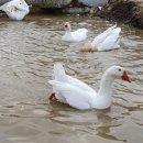 행복농장 6 이미지