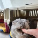 미미캣살롱&고양이호텔 이미지