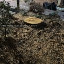 그루밍 버블리 | [0301-0310] 스벅 슈크림 라떼가 돌아왔다. 봄이 되었다.