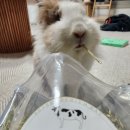 채릇채릇 이미지