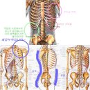 치에르의 인체연구(1)-머리와 몸통의 뼈들.. 이미지