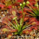 끈끈이주걱(Drosera)키우기 이미지