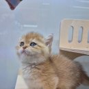 창원고양이분양 퍼스트캣 창원점 이미지