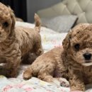 탬스켄넬 이미지