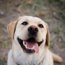 웃는 강아지 이미지