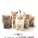 페티앙 북스