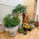 본촌초교 이미지