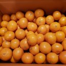 다름 과일 이미지