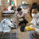 이태원동물병원 이미지