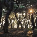 소나무풍경 - 김포시 양곡로373번길 61-26 | 소나무풍경
