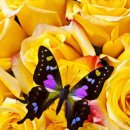 나비 이미지