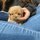 몽냥몽냥강아지분양 - 송파구 올림픽로12길 26 | 🐶 김포 말티푸 분양, 요즘 다 여기 찾는 이유 (몽냥몽냥김포점)