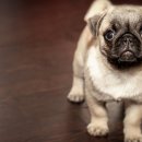 예쁜강아지 이미지