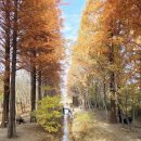 나무전거리 | [경주 핫플] 경주천년숲 단풍 절정! 통일전 은행나무길 가을여행 코스 추천 , 인생사진 명소