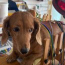 덕수동물병원 이미지