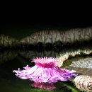 오산천 가시연꽃(야간) 이미지