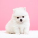 유앤아이동물병원 이미지