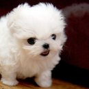 정퍼피클럽 이미지