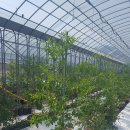 오늘 영월주천 원윤희농가 견학다녀왔내요 이미지