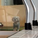 미스터와이 애견풀빌라 이미지