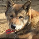 오리사냥 이미지