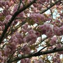 제주 신례리 왕벚나무 자생지 이미지