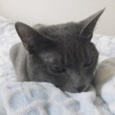 고양이 발바닥 이미지
